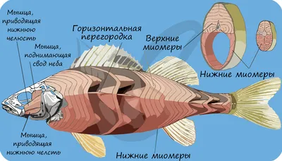 Облако знаний. Многообразие и значение костных рыб. Биология. 8 класс