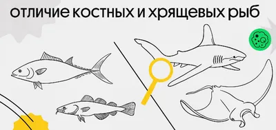 Онлайн-школа биологии - egebio.ru - Костные рыбы и кислород ⠀ 🔖Какие  приспособления в строении, поведении и жизнедеятельности костных рыб  обеспечивают интенсивное извлечение ими кислорода из воды? ⠀ Посмотрите,  ребята, вас спрашивают не