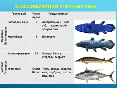 Открыто ископаемое, сочетающее признаки панцирных и костных рыб • Сергей  Ястребов • Новости науки на «Элементах» • Палеонтология, Эволюция