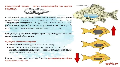 Шпаргалка - Многообразие рыб. Промысловые рыбы