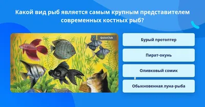 Зубы костных рыб Protosphyraena и Ichthyodectiformes - Малый Пролом, Шацкий  район Рязанской области.