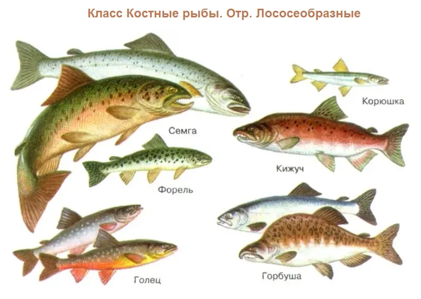 отряд лососеобразные представители, отряд лососеобразные рыбы представители, класс костные рыбы отряд лососеобразные, отряд лососеобразные семга