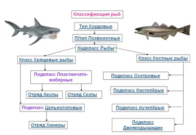 Костные рыбы: признаки, строение, размножение, питание, представители