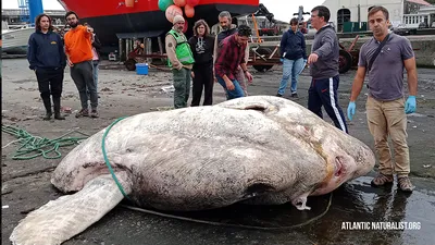 Надкласс Рыбы 🐟 Делится на 2 класса: Хрящевые и Костные рыбы. Сегодня  разберём: •.. | ВКонтакте