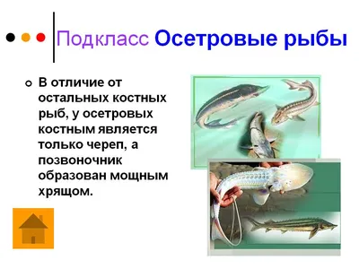 PPT - Класс Osteichthyes – Костные рыбы PowerPoint Presentation - ID:4080048