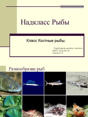 Конспект урока по биологии \"Разнообразие костных рыб\"