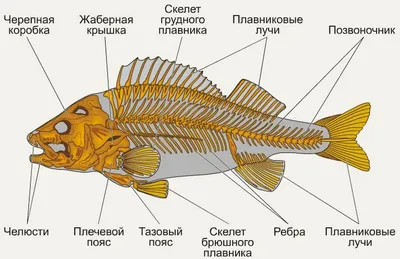 У берегов Португалии обнаружили самую тяжелую костную рыбу в мире. Она  весит почти три тонны — Нож