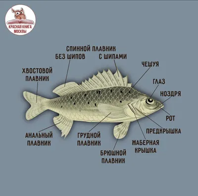 напишите, чем отличаются осетровые от остальных костных рыб - Школьные  Знания.com