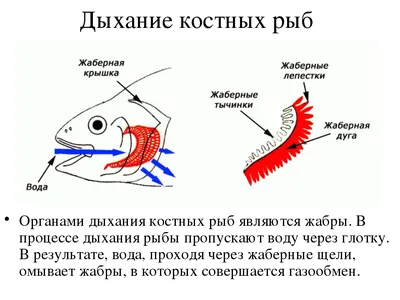 Хрящевые рыбы — Википедия