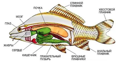 Строение рыбы: внутреннее, внешнее, боковая линия, кровеносная,  выделительная система, скелет, органы чувств