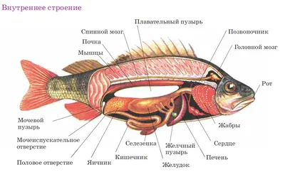 Класс Хрящевые рыбы - Умскул Учебник