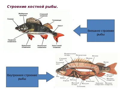 Шпаргалка - Многообразие рыб. Промысловые рыбы