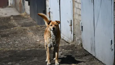 Шапка флис Dogs Bomba для собак и котов, синяя