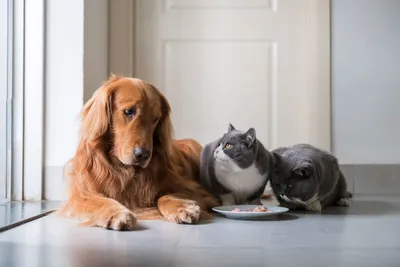 Кот, который прекрасно уживается с собаками