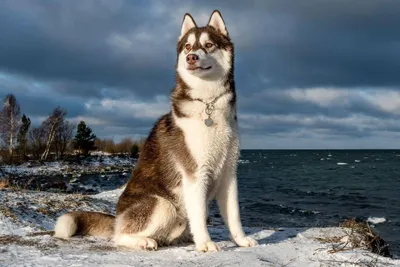 tatchit :: animal art :: хаски (husky, сибирская хаски, сибирский хаски, )  :: красивые картинки :: собака (собакен, песель, пес) / картинки, гифки,  прикольные комиксы, интересные статьи по теме.