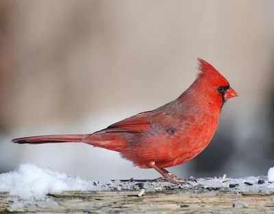 15 необычайно красивых птиц, о которых Вы, возможно, и не слышали | Beaux  oiseaux, Les oiseaux du monde, Oiseaux exotiques