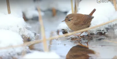 10 животных с самой яркой окраской