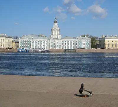 Не для слабонервных: экспозиция кунсткамеры в Санкт-Петербурге - Телеканал  «Моя Планета»