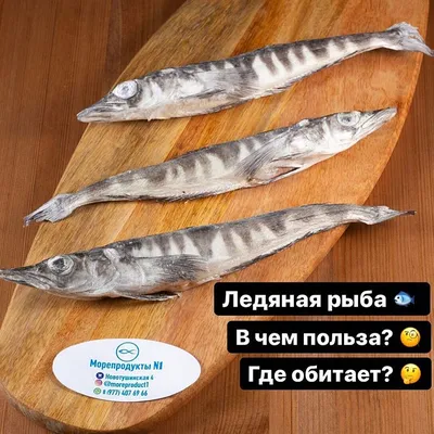 Ледяная рыба. В чем польза? Где обитает? Морепродукты N1