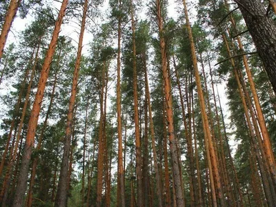 Фото леса в Тольятти фото