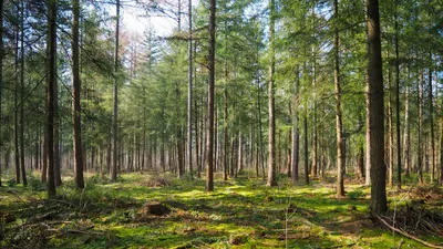 Власти: В Тольятти наладили работу по охране и воспроизводству леса |  TLT.ru - Новости Тольятти