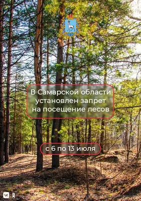 И себе полезно, и лесу приятно. Заберите валежник из леса | телеканал  ТОЛЬЯТТИ 24