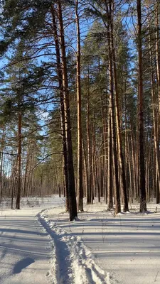 Тольятти: лес Памяти героев мировых войн