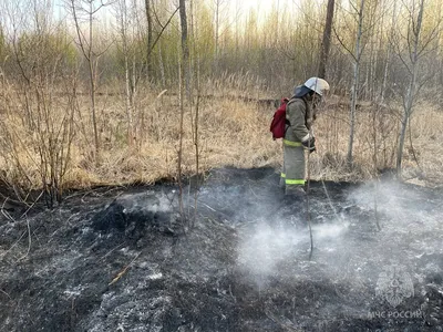 Жителей Тольятти приглашают сажать лес - KP.RU