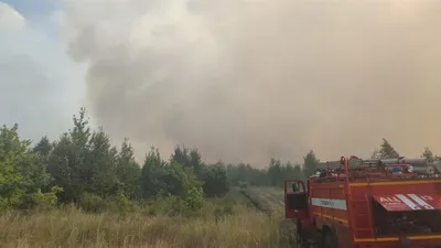 Помогите найти поджигателя леса в Тольятти | Пикабу