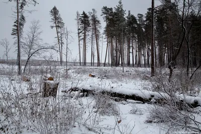 Зимний лес в Тольятти 2013