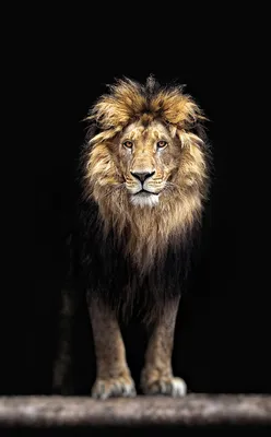 https://vk.com/lion__vrn
