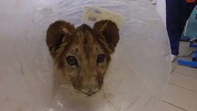 Фитнес-клуб Lion в Воронеже на площади Ленина - отзывы, фото, цены, телефон  и адрес - Zoon.ru