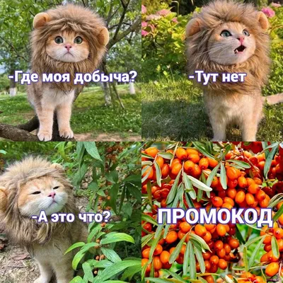 Воронежский зоопарк имени А. С. Попова, Воронеж - «Стоит ли посетить  Воронежский зоопарк?🐅🐒🦢 Считаю что да, особенно если вы не избалованы  большими зоопарками. А если вы с детьми, то дети точно будут