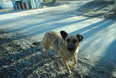 В Бурятии большинство собак, нападающих на людей, не являются бродячими