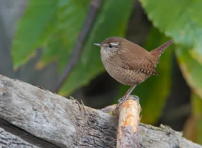 Крапивник (Troglodytes troglodytes). Фотогалерея птиц. Фотографии птиц  России, Беларуси, Украины, Казахстана, Таджикистана, Азербайджана.