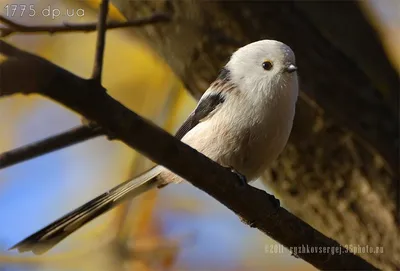 Фото маленьких птиц украины фотографии