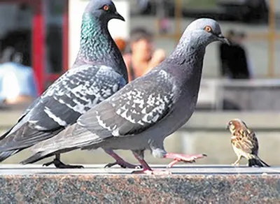 КамыШевка чернобровая (Acrocephalus bistrigiceps). Фотогалерея птиц.  Фотографии птиц России, Беларуси, Украины, Казахстана, Таджикистана,  Азербайджана.