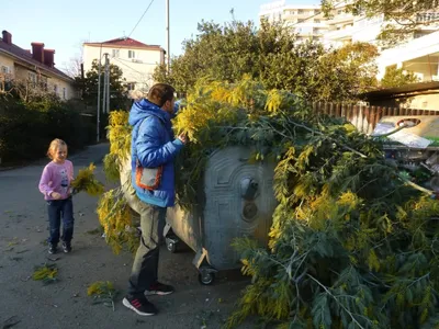 Цветение мимозы в Сочи зимой