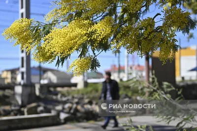 Цветение мимозы в Сочи | РИА Новости Медиабанк