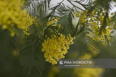 Отзыв о Парк \"Дендрарий\" (Россия, Сочи) | Весна в дендрарии прекрасна!  Цветёт мимоза и магнолии ...