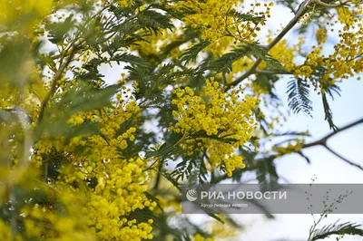 Цветение мимозы в Сочи | РИА Новости Медиабанк