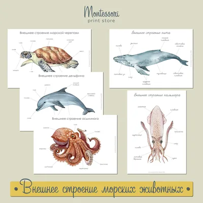 Купить книгу Рисуем морских животных, рыб и птиц в Украине