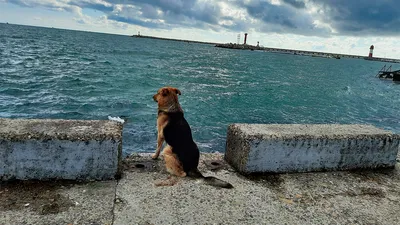 белая собака в красном воротничке стоит на заднем плане морской собаки,  играющей в море против красного заката с Стоковое Фото - изображение  насчитывающей рассвет, актеров: 240736060