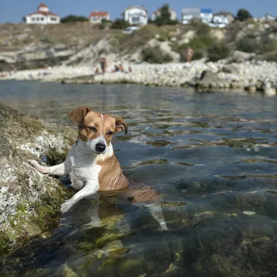 картинки : Canidae, небо, порода собаки, боксер, море, Бурбуль, пляж,  Плотоядное животное, Рабочая собака, океан, Палевый, Molosser, Размышления,  Бульмастиф, отпуск, волна, сторожевая собака, Прогулки с собакой, берег  6922x4817 - - 1553923 - красивые ...