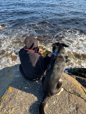 собака #dog #море #sea | TikTok