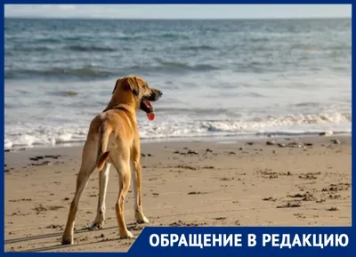 Плавание с собакой: секреты безопасности на море» — создано в Шедевруме