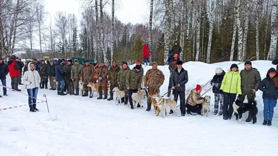 Фото охотничьих собак разных пород фотографии