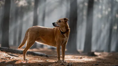 Курцхаар или немецкая короткошерстная легавая - Hunting dog