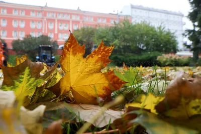 Топ-5 локаций в Москве, где можно сделать фотографии в осенней листве – The  City