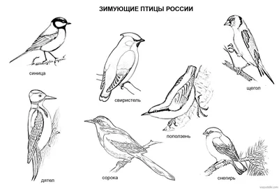 Зимующие и перелетные птицы - презентации и картинки